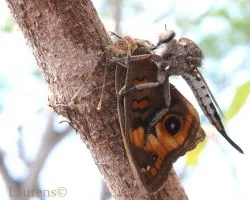 Insectos en acción...