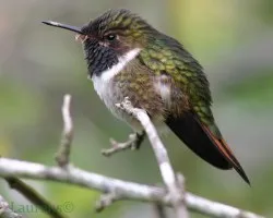 Selasphorus scintilla