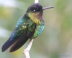 Panterpe insignis