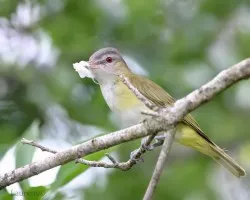 Vireo flavoviridis