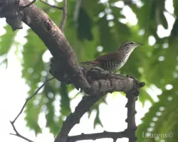 Banded Wren