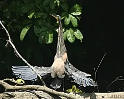 Tigrisoma mexicanum