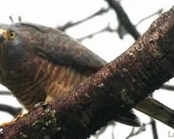 Buteo magnirostris