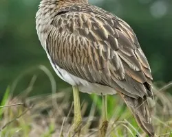 Burhinus bistriatus