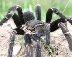 Tar?ntula