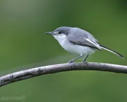 Polioptila albiloris