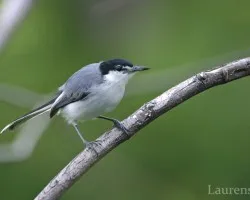 Polioptila albiloris