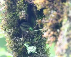 Zimmerius vilissimus