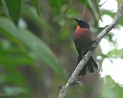 Habia atrimaxillaris