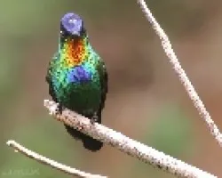 Panterpe insignis