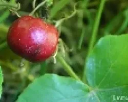 Running pop (Passiflora foetida)