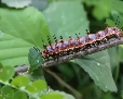 Gulf Fritillary (Agraulis vanillae)