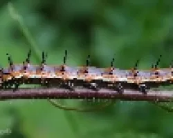 Gulf Fritillary (Agraulis vanillae)