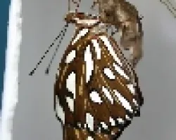 Gulf Fritillary (Agraulis vanillae)