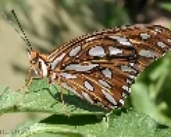 Gulf Fritillary (Agraulis vanillae)