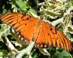 Agraulis vanillae