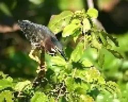 Butorides virescens