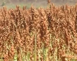 Sorghum sp