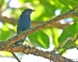Passerina cyanea