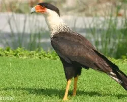 Caracara cheriway