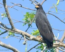 Buteogallus anthracinus