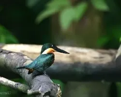 Chloroceryle inda