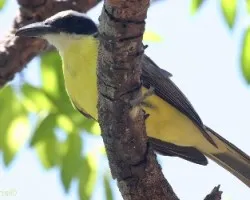 Megarynchus pitangua