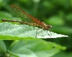 Damnselfly