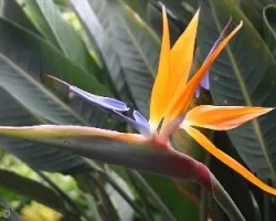 Flor 1