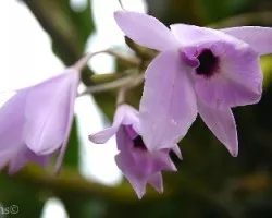 Rosy-tinted Laelia (Laelia rubescens)