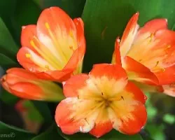 Flor 1
