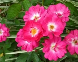 Flor 2