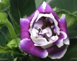 Flor 3