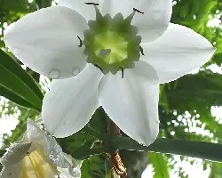 Flor 4