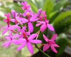 Epidendrum sp