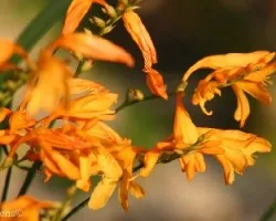 Flor 6