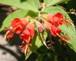 Flor 7