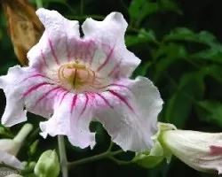 Flor 8