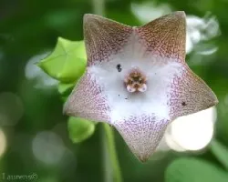 Flor 9