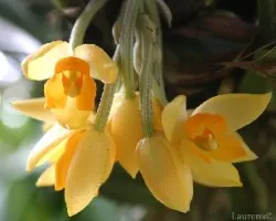 Stanhopea spp