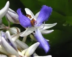 Flor 11