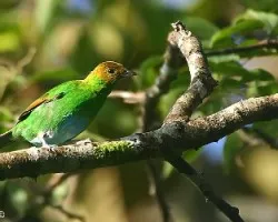 Tangara lavinia