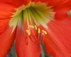 Red Lily