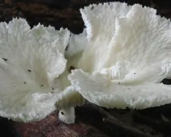 Hongo 5