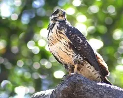 Buteogallus anthracinus
