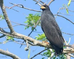 Buteogallus anthracinus