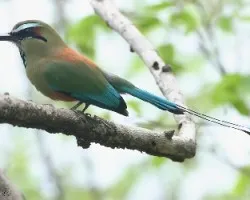 Eumomota superciliosa