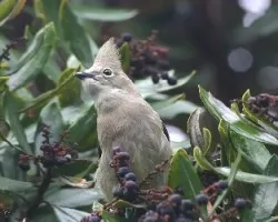 Ptilogonys caudatus