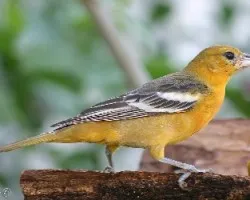Icterus galbula