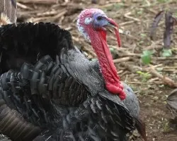 Chompipe